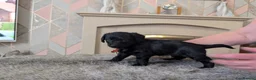 Mixed Breed dogs for sale: 6week old Jorkie Poos - Advert 5