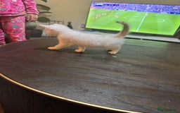 British Shorthair cats for sale: 6 Playful British Shorthair Cats - Image 9