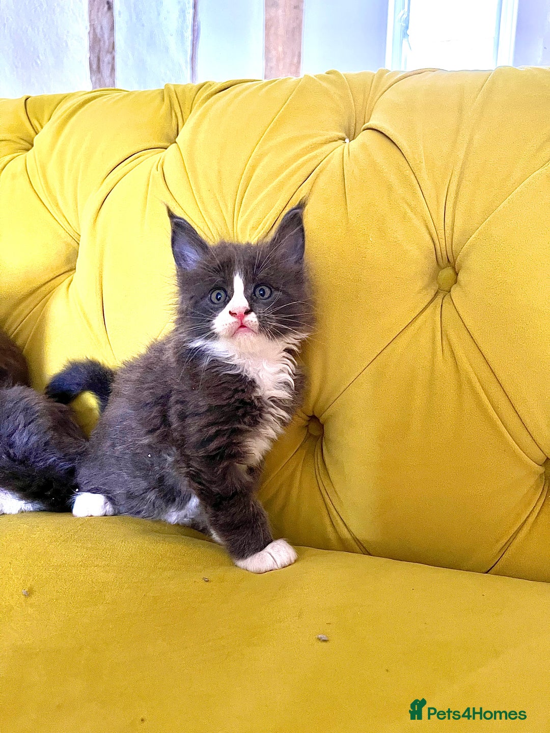 Maine Coon cats for sale: 😻GCCF HUGE RUSSIAN/GERMAN IMPORT MC KITTENS 😻 - Image 9
