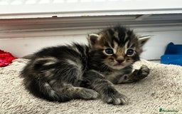 Domestic Shorthair cats for sale: Tabby kittens for sale  - Image 4