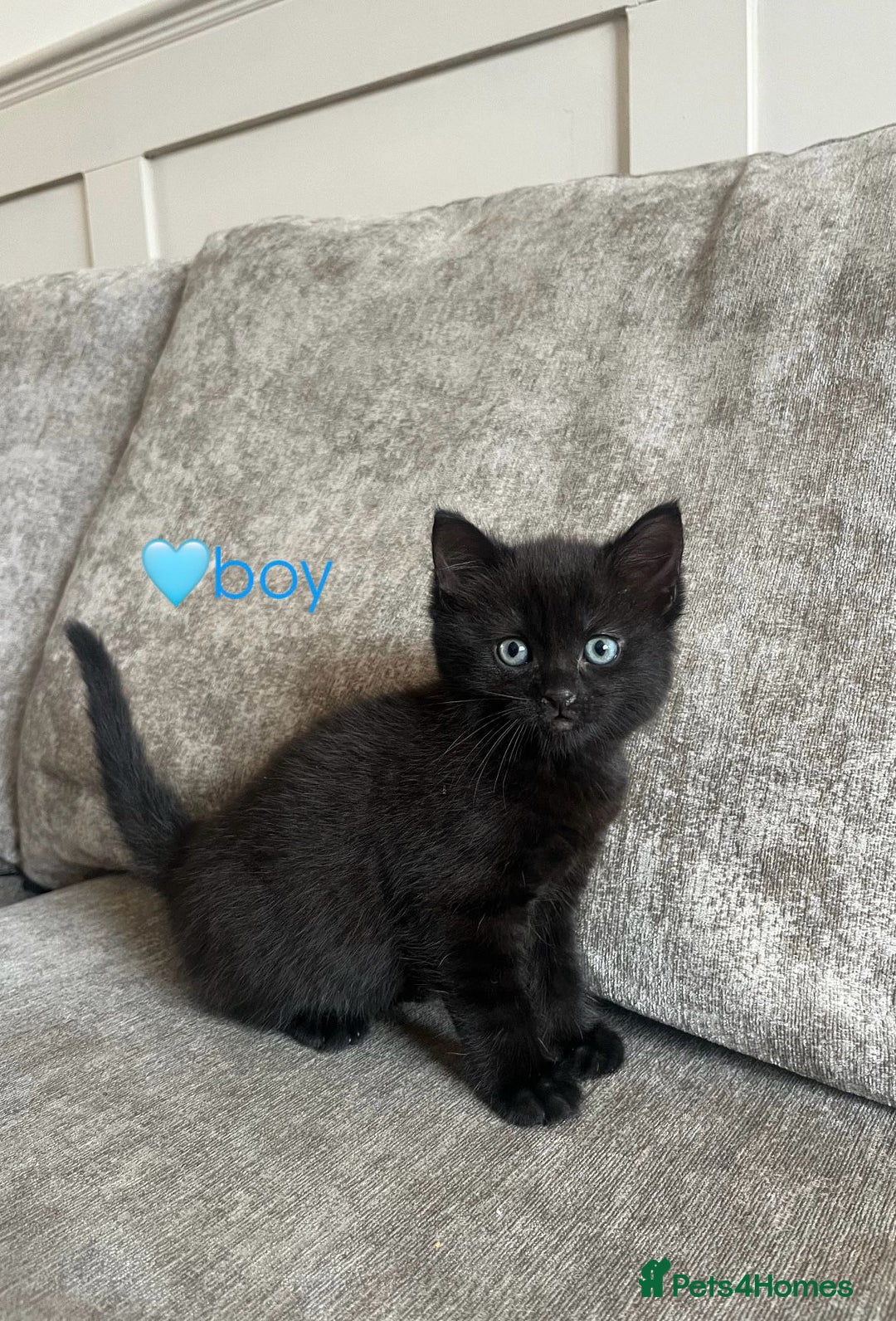 Mixed Breed cats for sale: 3 mixed tabby kittens. - Image 8