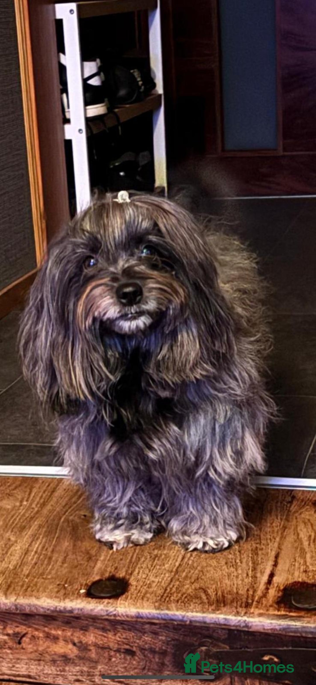 Mixed Breed dogs for sale: Adorable Bolonoodle Puppies - Advert 6