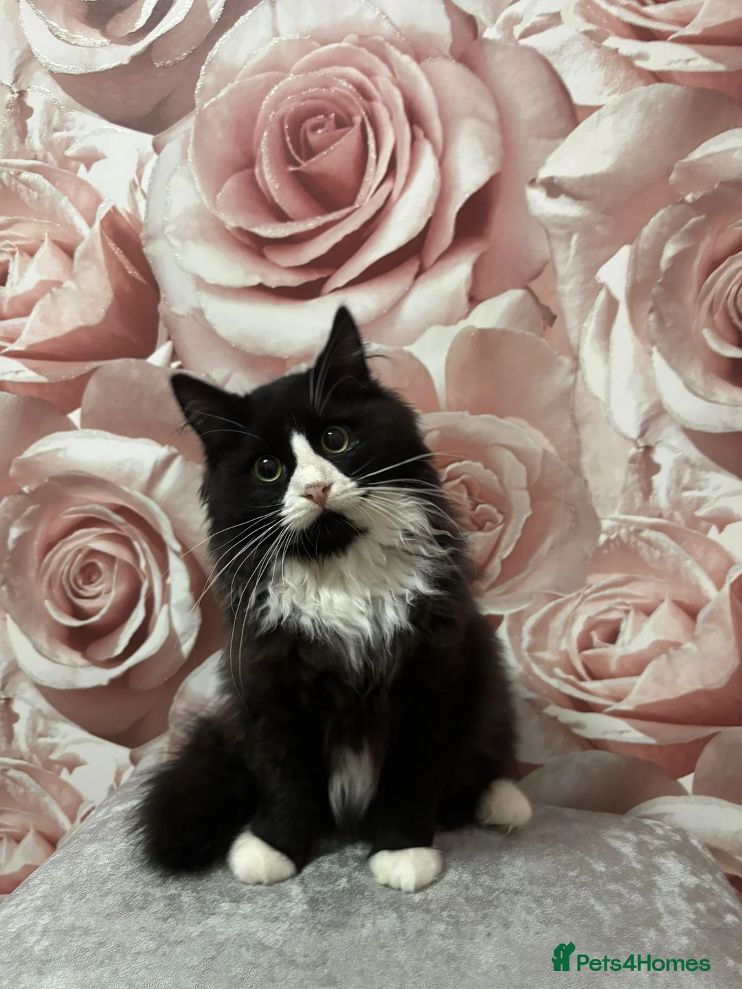 Mixed Breed cats for sale: Ragdoll Cross kittens  - Advert 2