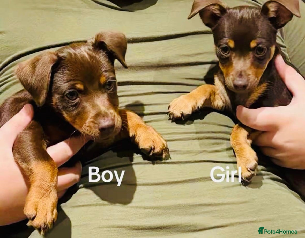 Jack Russell dogs Jack Russell Boy & Girl  - Advert 17