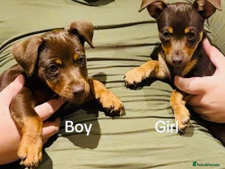 Jack Russell dogs Jack Russell Boy & Girl - Advert 16