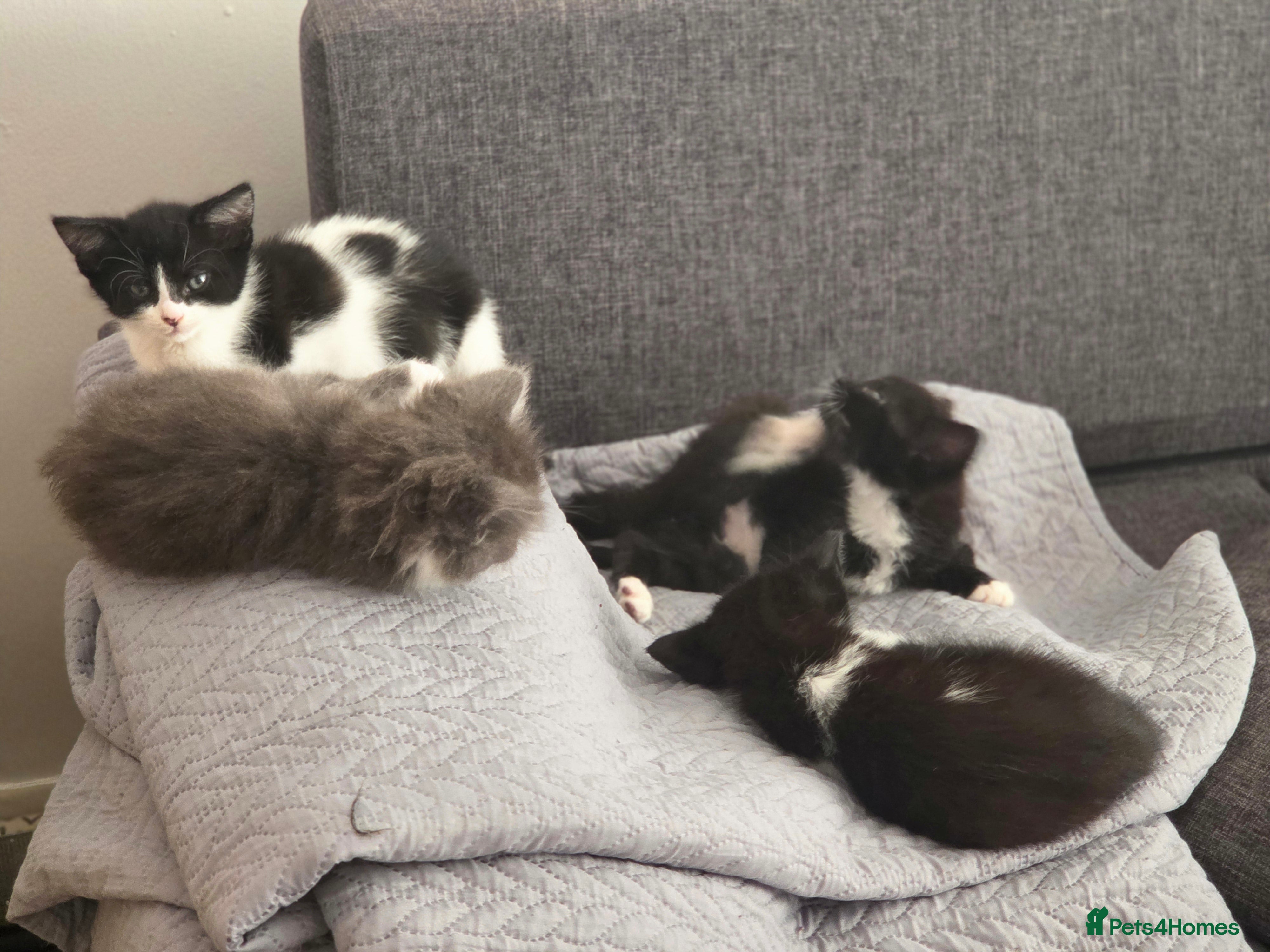 Mixed Breed cats Gorgeous little kittens - Advert 1