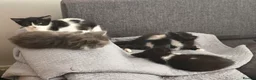 Mixed Breed cats for sale: Gorgeous little kittens - Advert 3