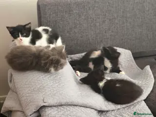 Mixed Breed cats Gorgeous little kittens - Advert 1