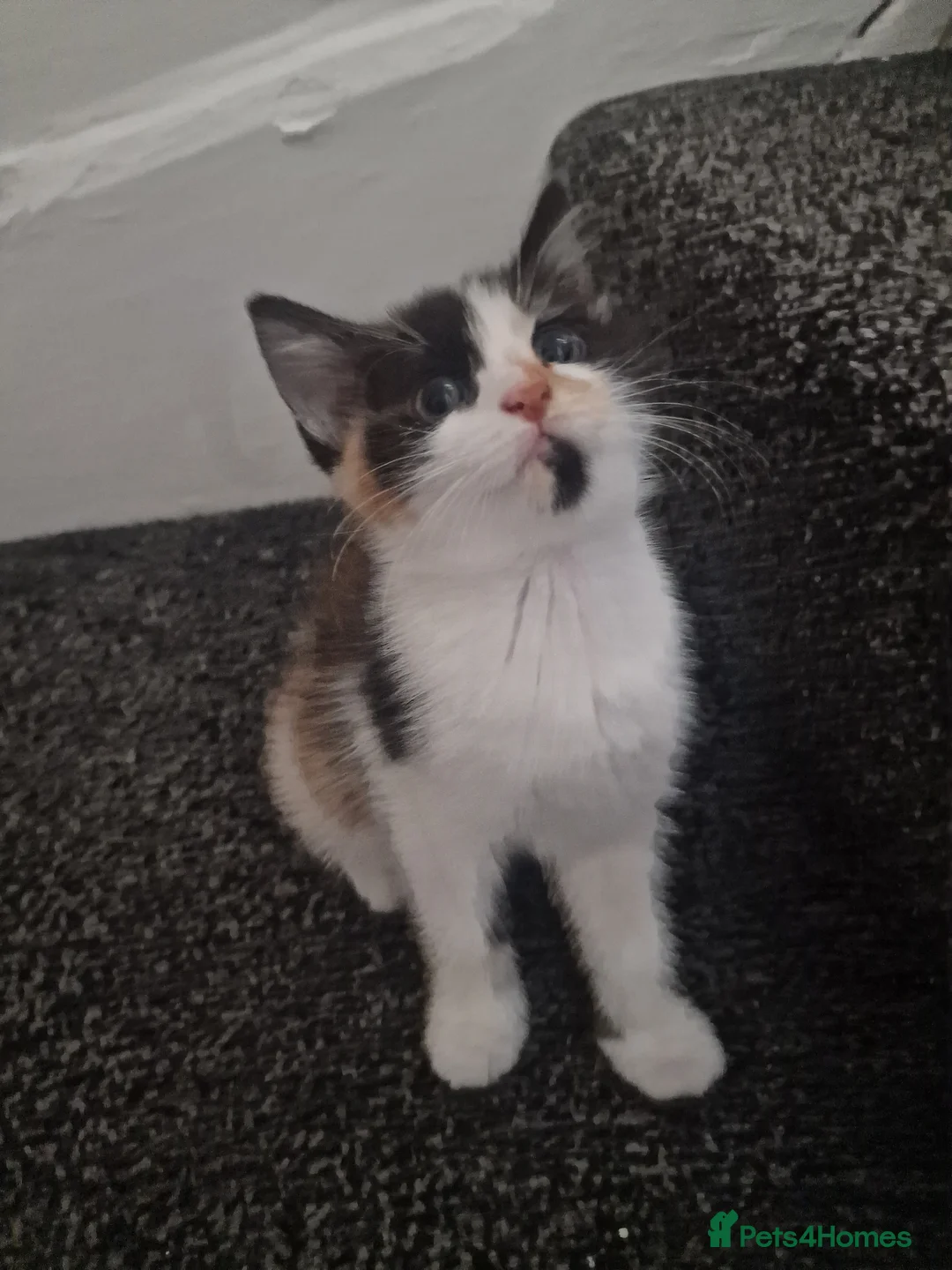 American Shorthair cats for sale: Kittens  - Advert 3