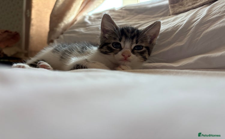Domestic Shorthair cats - Advert 1