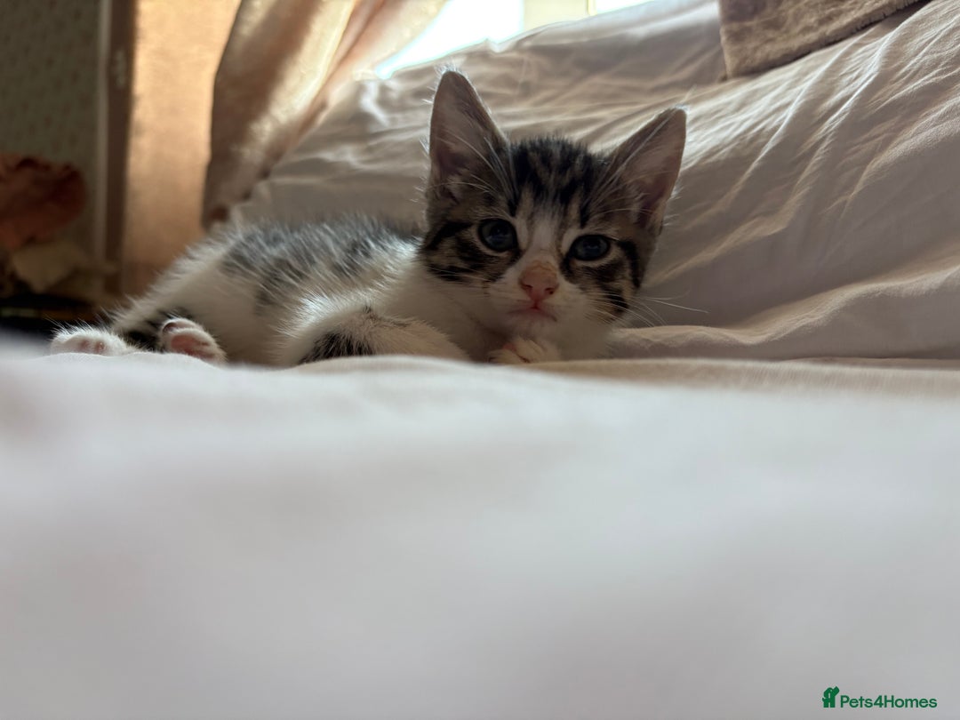 Domestic Shorthair cats for sale: Tabby kittens for sale  - Image 1