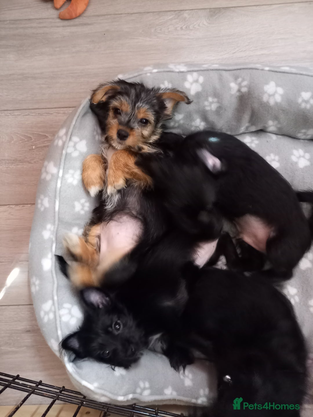 Mixed Breed dogs for sale: 💞ONLY 4 Beautiful Yorkie Russel Puppies Left 💞 - Image 33
