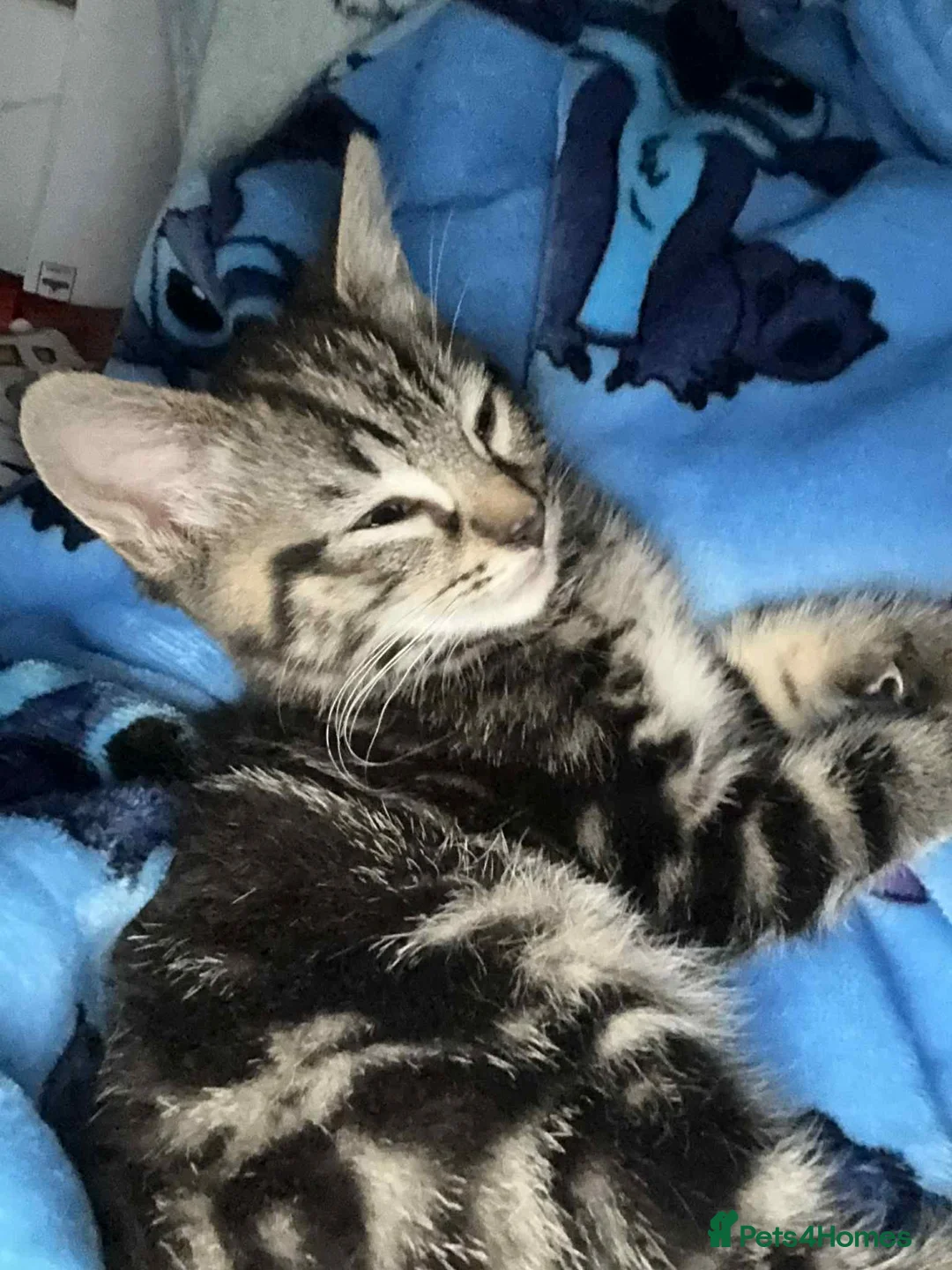 Mixed Breed cats for sale: kittens looking for there forever home - Advert 6