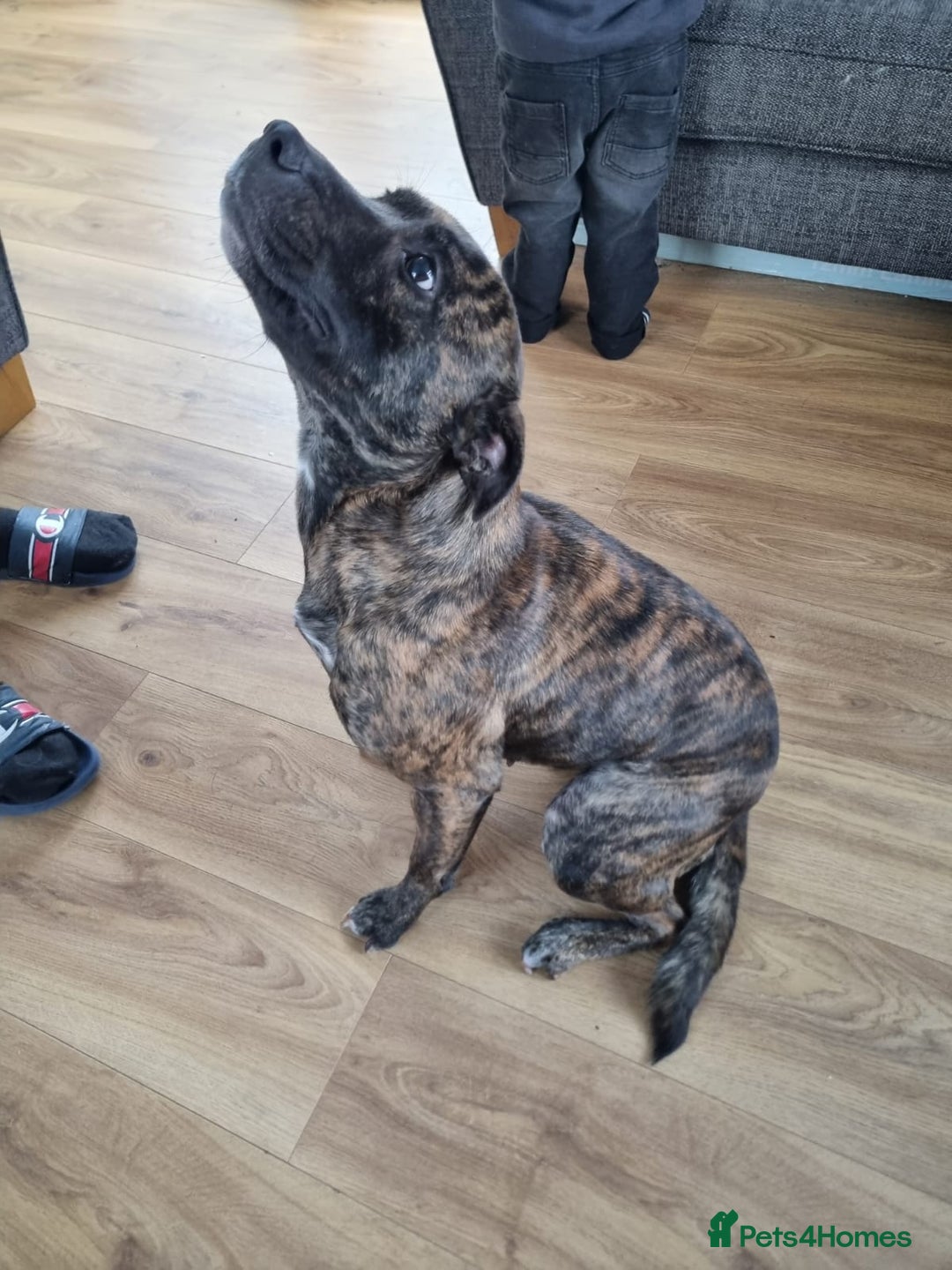 Mixed Breed dogs for sale: Free to the right owner. - Advert 6