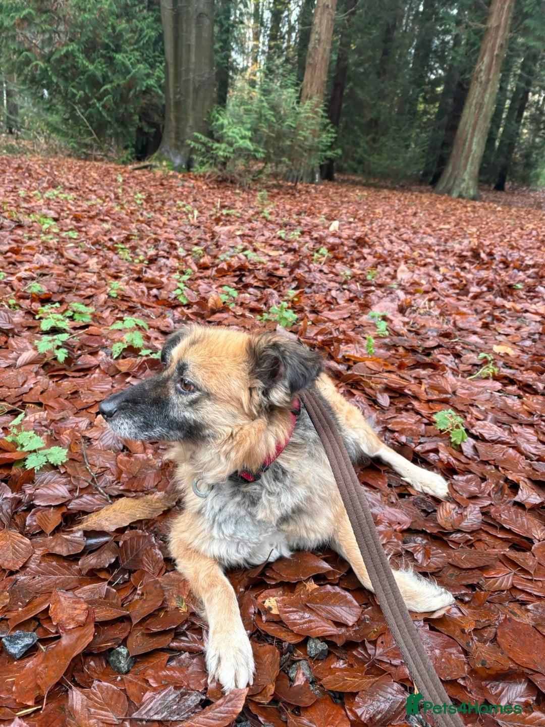 Mixed Breed dogs for adoption: Sian - Norwich Norfolk  - Advert 5