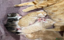 Mixed Breed cats for sale: PLEASE READ - 4 stunning kittens. 3 male. 1 female - Image 1