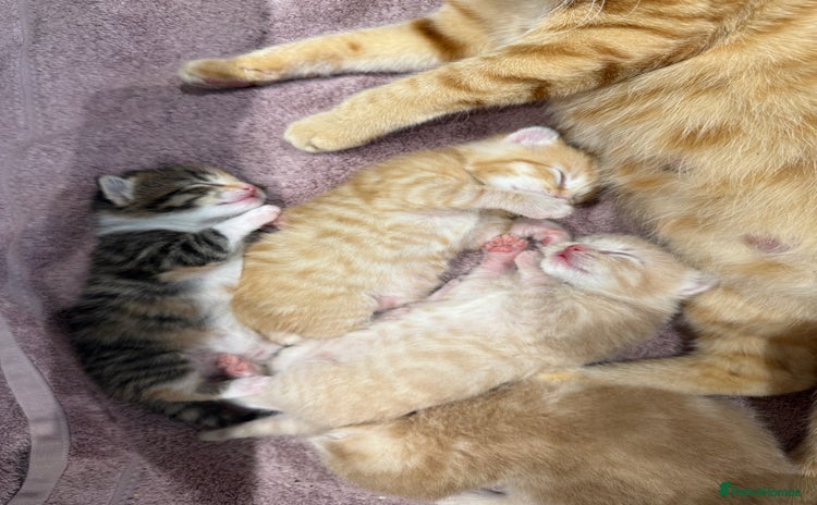Mixed Breed cats - Advert 7