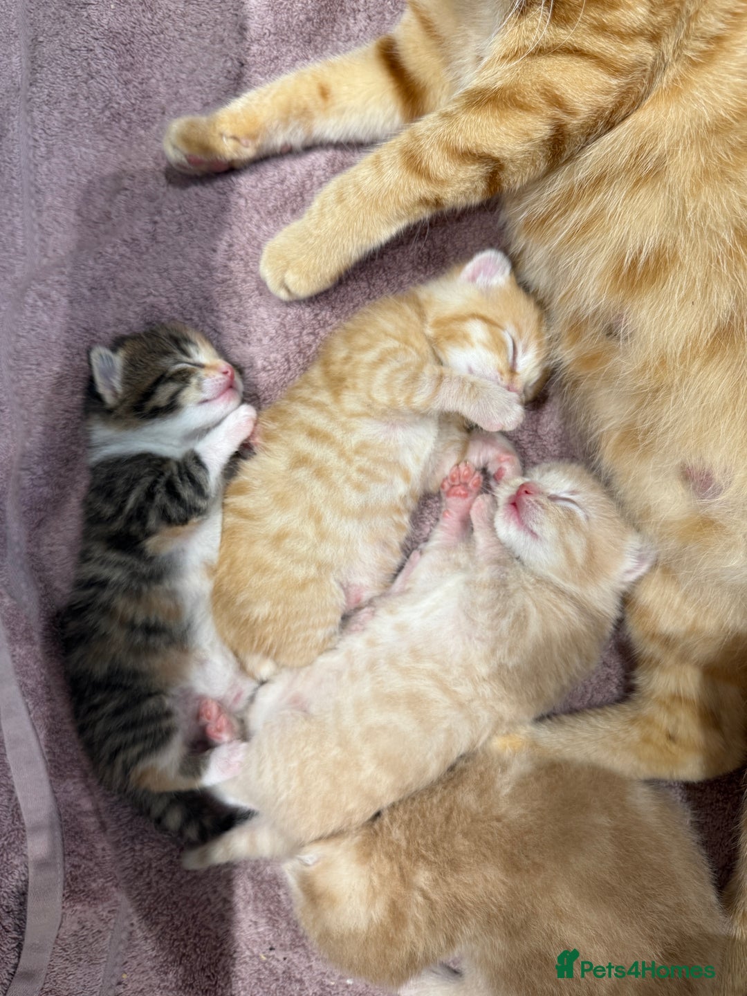 Mixed Breed cats for sale: PLEASE READ - 4 stunning kittens. 3 male. 1 female - Image 1