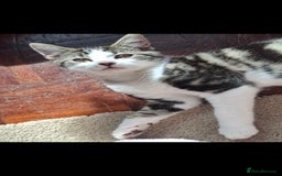 Domestic Shorthair cats for sale: Free, lovely 4 month old boy - Image 2