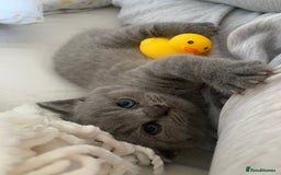 British Shorthair cats for sale: Stunning British Shorthair ready to reserve  - Image 26