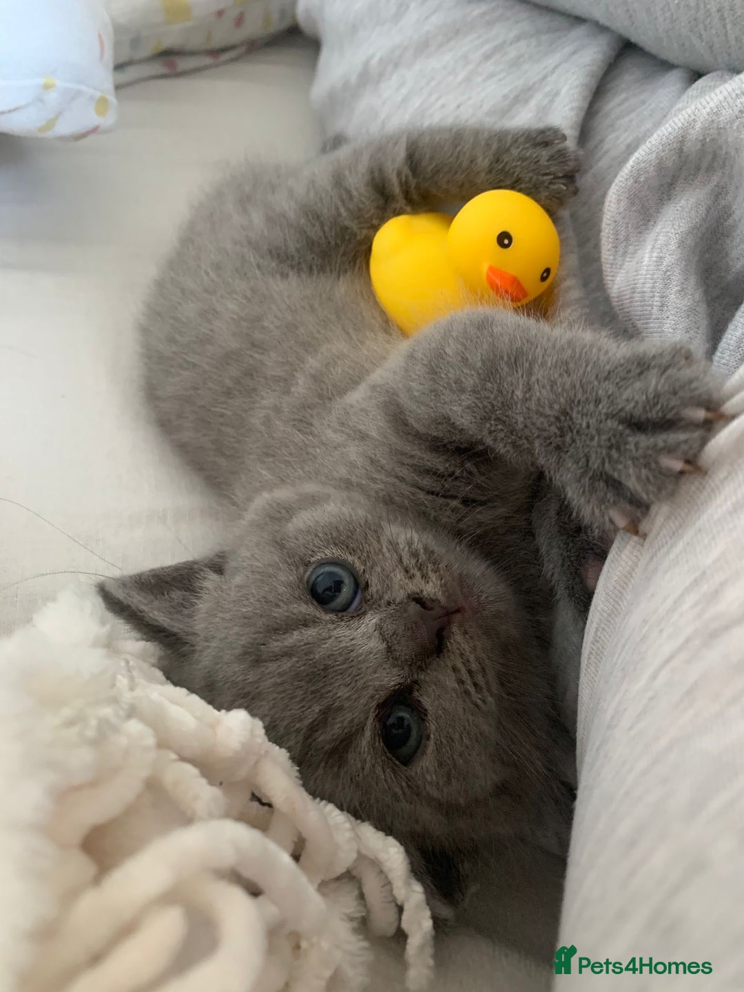 British Shorthair cats for sale: Stunning British Shorthair ready to reserve  - Image 26