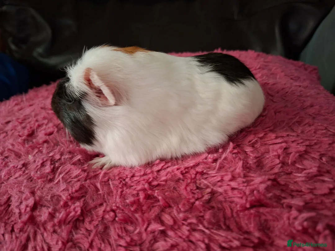 Guinea Pig rodents for sale: Baby boy ready soon  - Advert 2