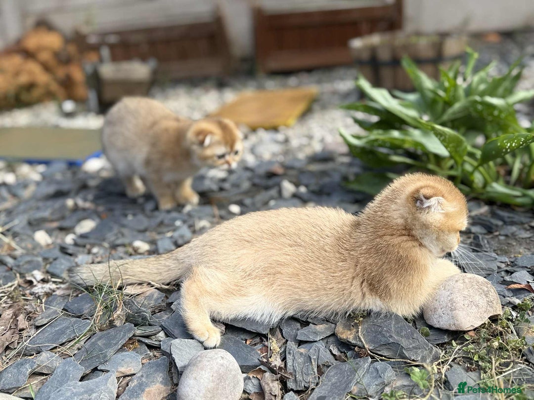 Scottish Fold cats for sale: 1male  1 female READY TO COLLECT - Image 13