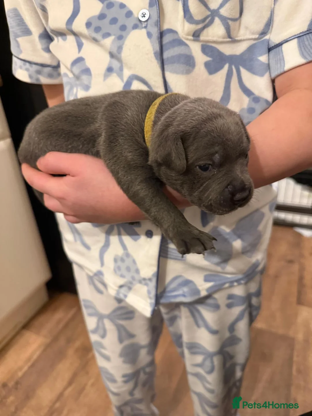 Staffordshire Bull Terrier dogs for sale: Beautiful BLUE kc registered puppies - Advert 9
