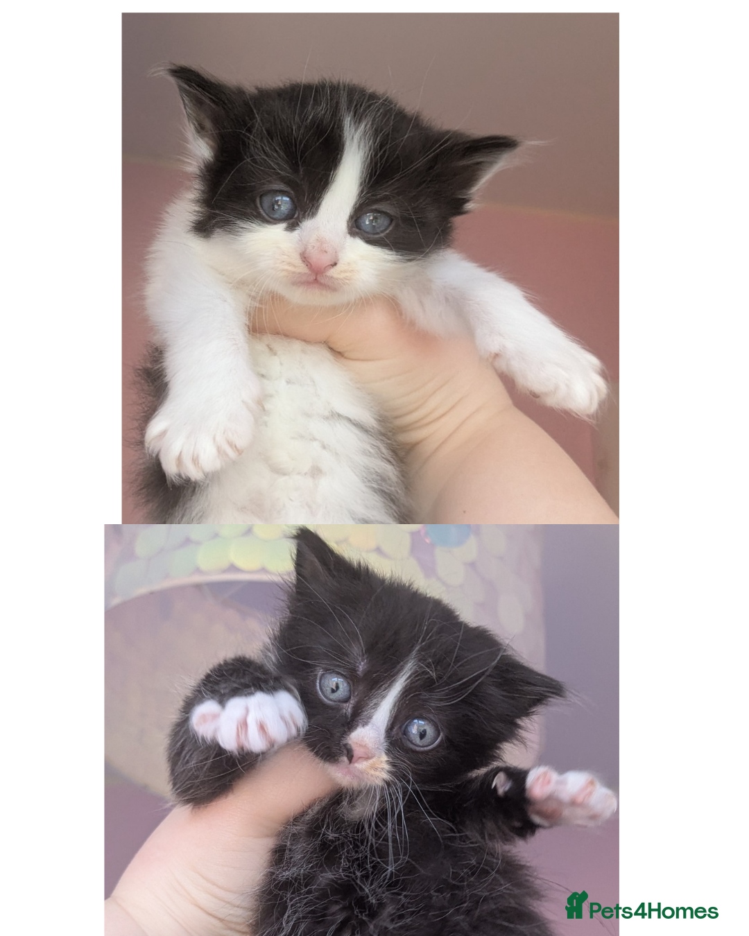 Mixed Breed cats Long hair cute kittens Turkish angora mix  - Advert 2