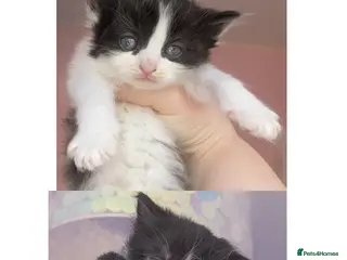 Mixed Breed cats Long hair cute kittens Turkish angora mix - Advert 1