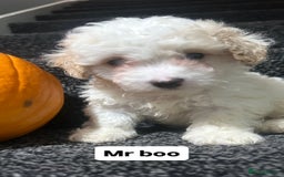 Cockapoo dogs for sale: Stunning toy cockapoo puppies  - Image 8