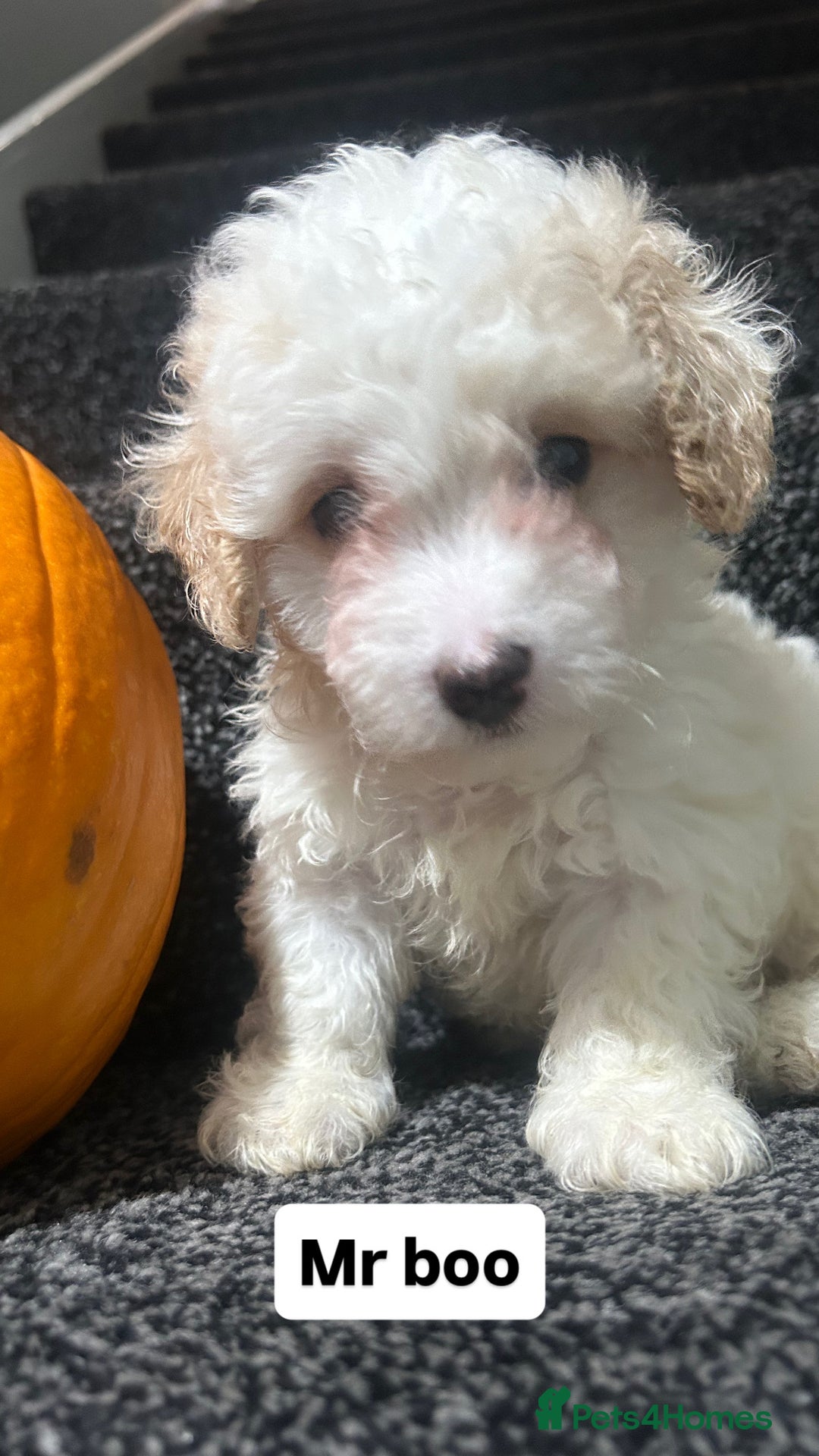 Cockapoo dogs for sale: Stunning toy cockapoo puppies  - Image 8