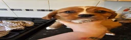 Cavalier King Charles Spaniel dogs for sale: Beautiful cavalier king Charles spaniel puppies  - Advert 26