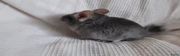 Chinchilla rodents for sale: Royal Blue RPAc male kit chinchilla - Advert 6