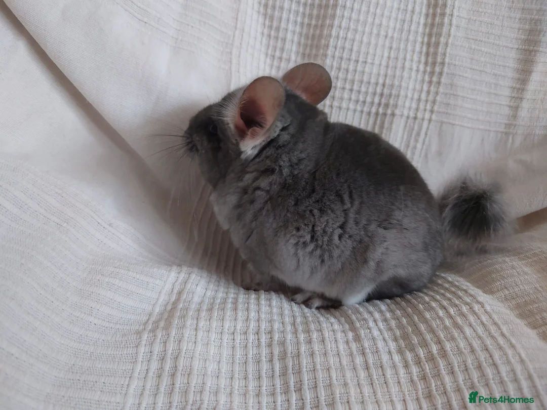 Chinchilla rodents for sale: Royal Blue RPAc male kit chinchilla - Advert 6