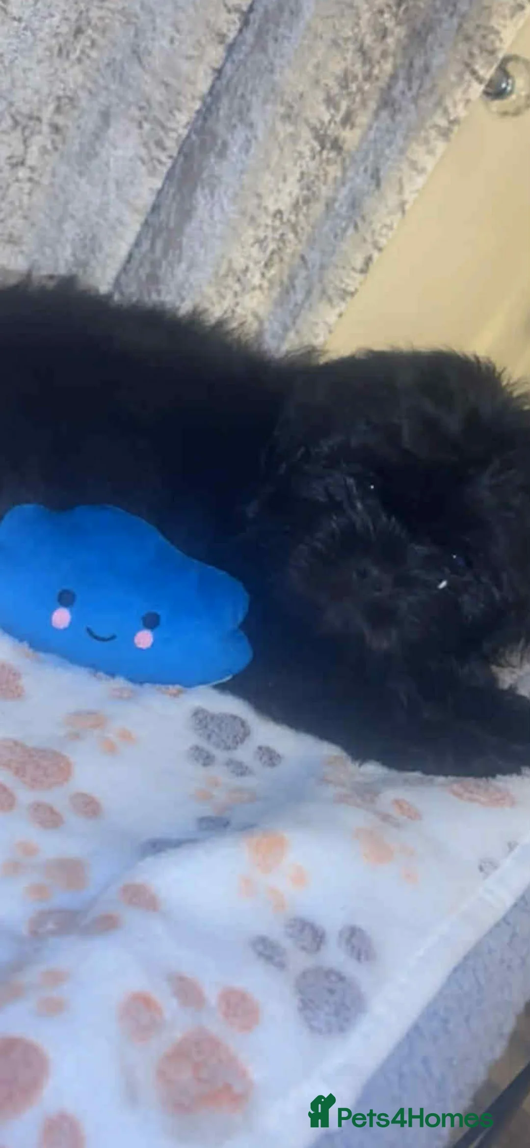 Shih Tzu dogs for sale: Shih Tzu Puppies For Sale - - Advert 24