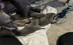 Whippet dogs for sale: Whippet Puppies  - Advert 2
