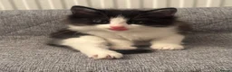 Mixed Breed cats for sale: Fluffy Tuxedo Kitten |🖤🤍 in Hull - Advert 3