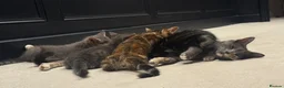Mixed Breed cats for sale: 4 Kittens Looking for Their Forever Homes 🐾 - Advert 2