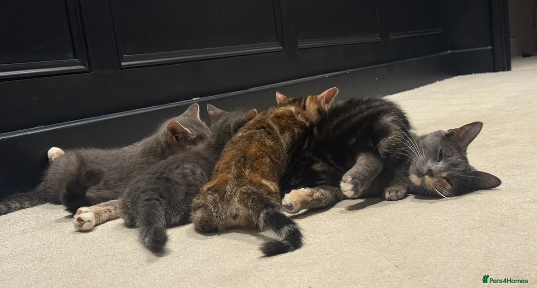 Mixed Breed cats for sale: 4 Kittens Looking for Their Forever Homes 🐾 - Advert 2