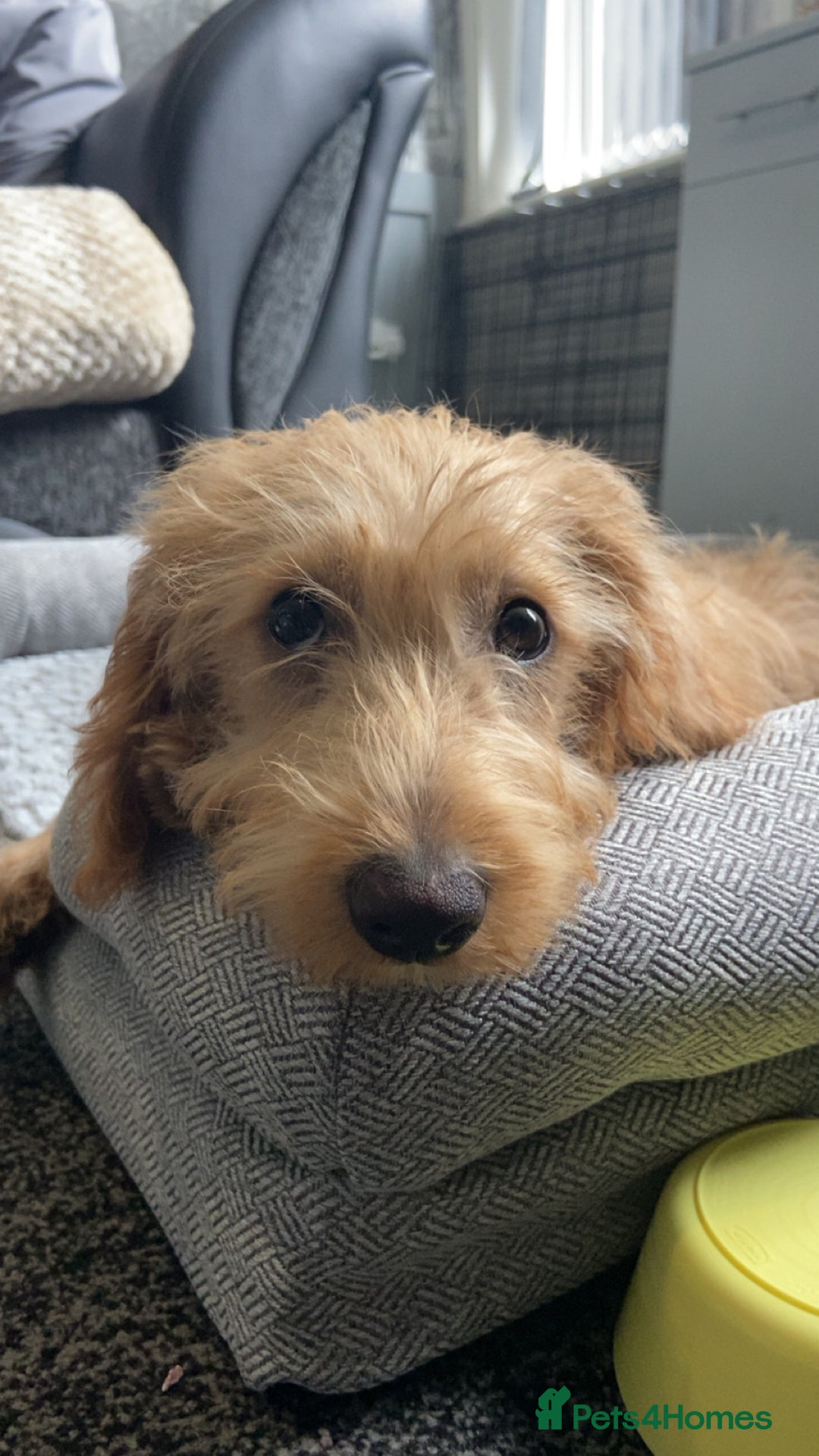 Labradoodle dogs for sale: 4 month old Labradoodle Puppy named Chilli🌶️ - Image 6