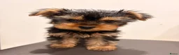 Yorkshire Terrier dogs for sale: Yorkshire Terrier BOY ONLY - Advert 2