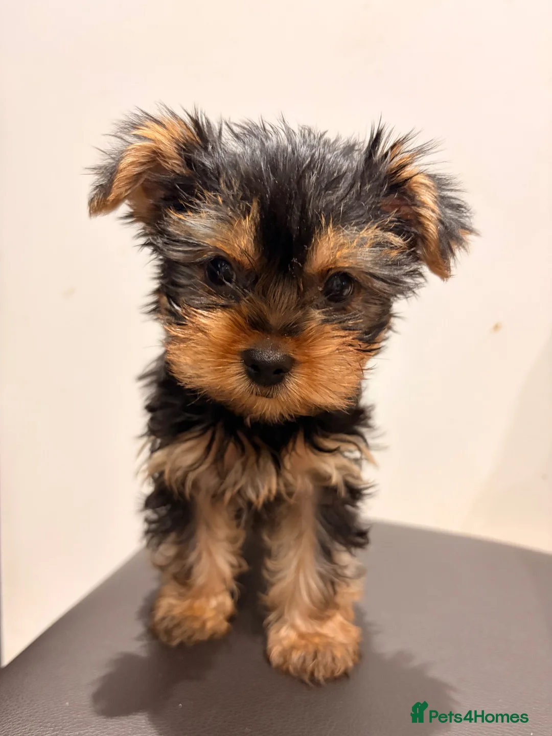 Yorkshire Terrier dogs for sale: Yorkshire Terrier BOY ONLY - Advert 2