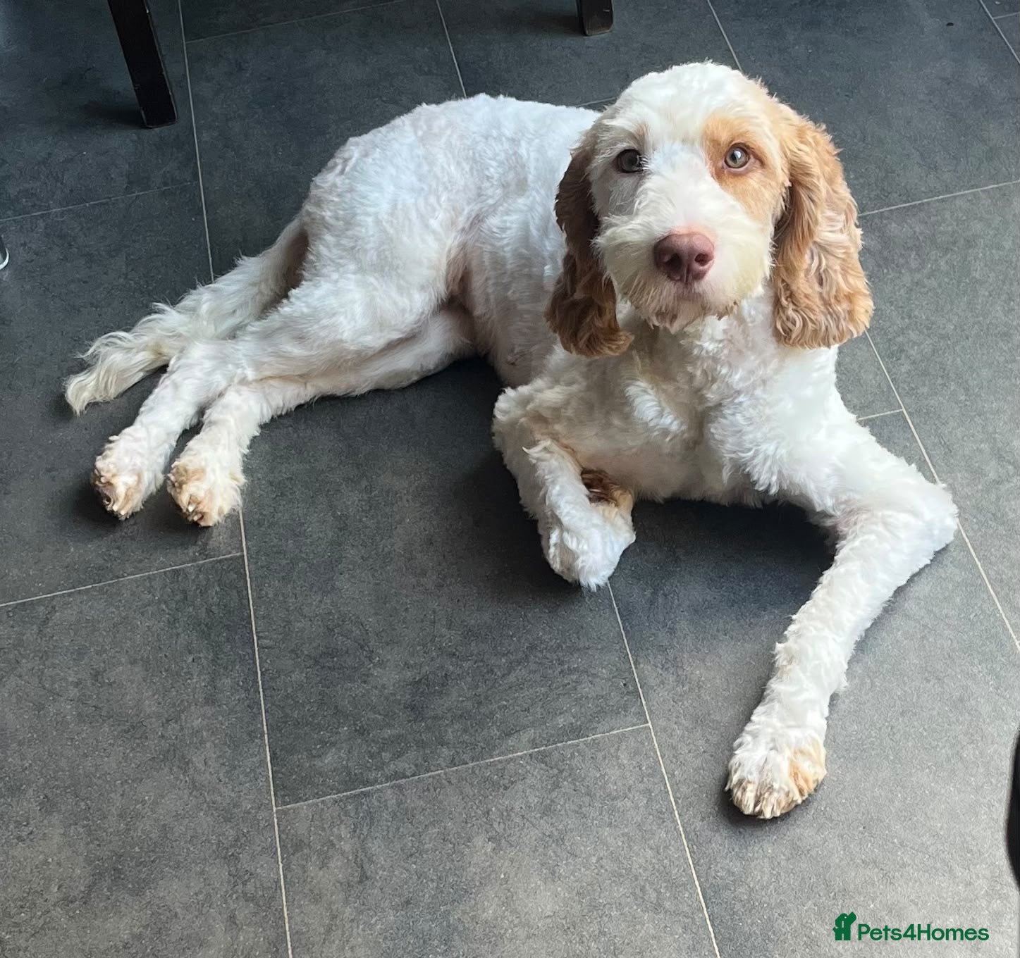 Cockapoo dogs Absolutely beautiful girl - Advert 10