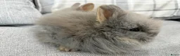 Lionhead rabbits for sale: Double Mane Lion Head Bunnies 🐰 for sale  - Advert 3