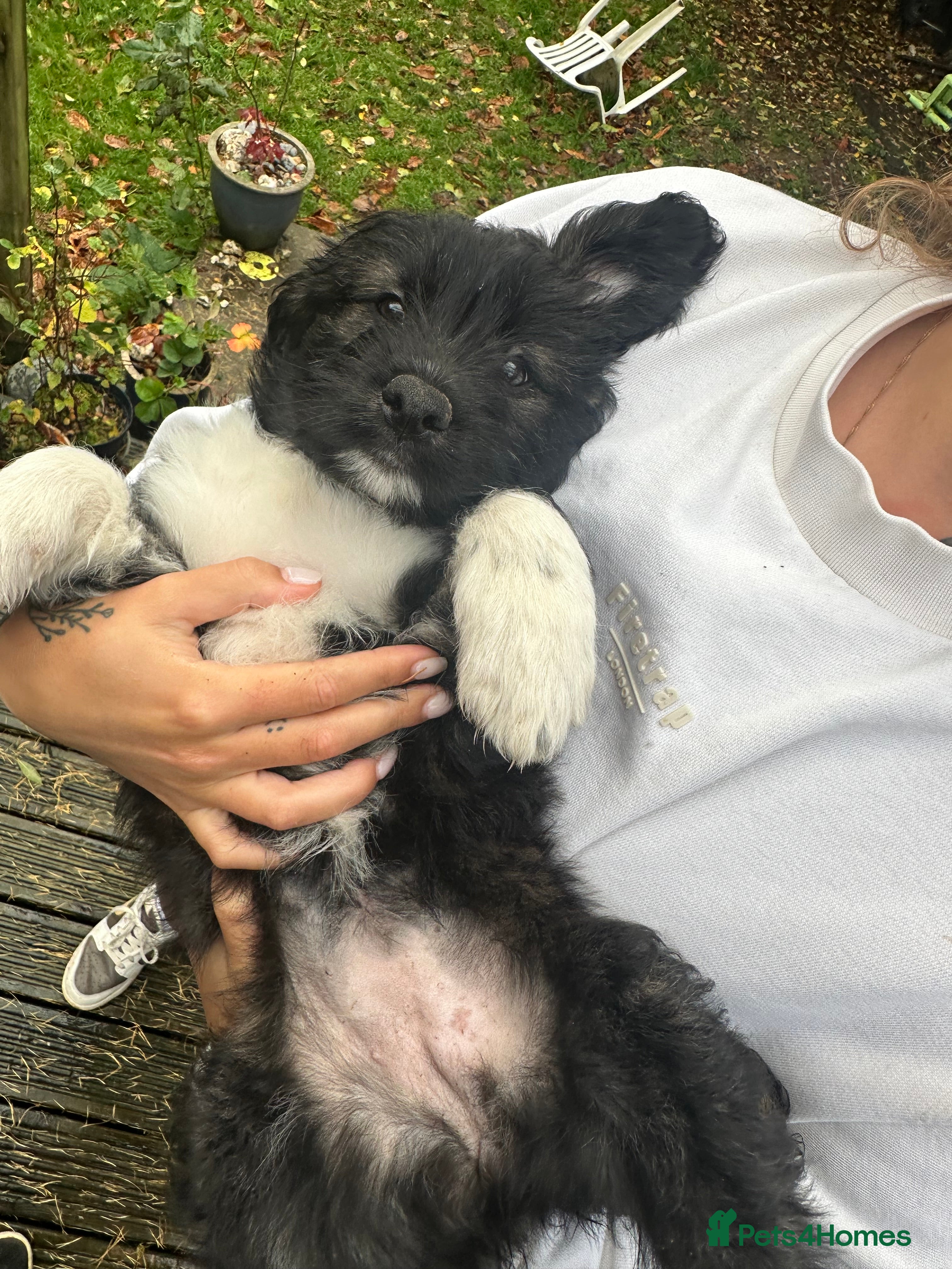 Mixed Breed dogs Goldendoodle X collie  - Advert 7