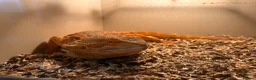 Bearded Dragon reptiles for sale: Bearded dragon for rehome.  in Dunmow - Advert 1