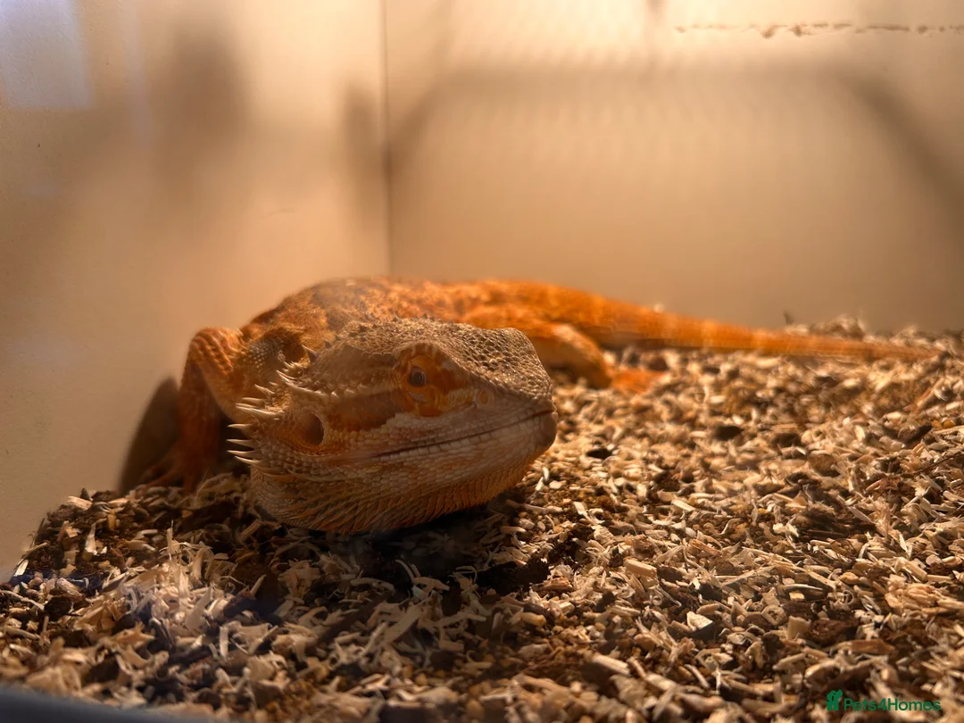 Bearded Dragon reptiles for sale: Bearded dragon for rehome.  in Dunmow - Advert 1