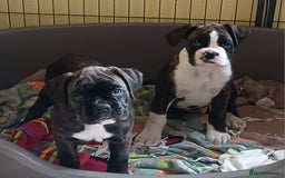 Boxer dogs for sale: Top Quality Boxer Puppies - Image 14
