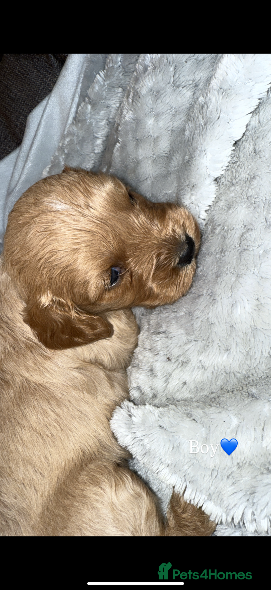 Cavapoo dogs for sale: Cavapoo - Image 2